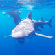 Illustration for article titled Fun with Sharkies